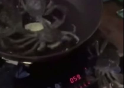 Crab Escaping Pot