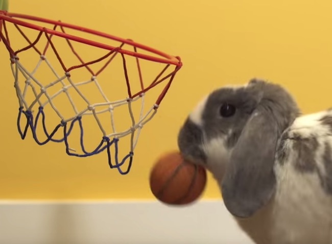 world record bunny basketball