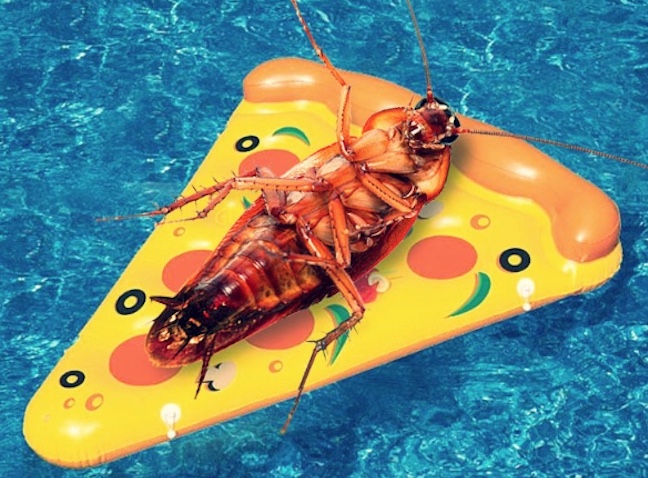 Cockroach Diaries Instagram