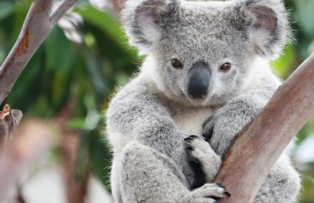 Dangerous but cute animals