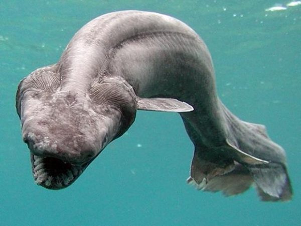 10 Weird & Amazing Things Found In The Ocean