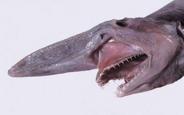 weird things found at the bottom of the ocean
