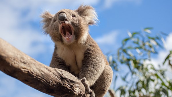 8 Dangerous But Cute Animals To Avoid At All Times 8 Dangerous But Cute Animals To Avoid At All Times