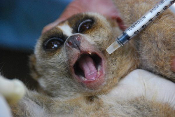 8 Dangerous But Cute Animals To Avoid At All Times 8 Dangerous But Cute Animals To Avoid At All Times