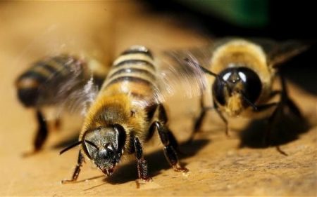 bees