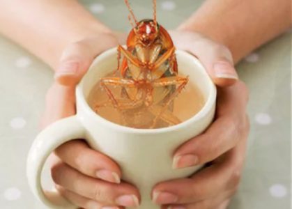 cockroach diaries