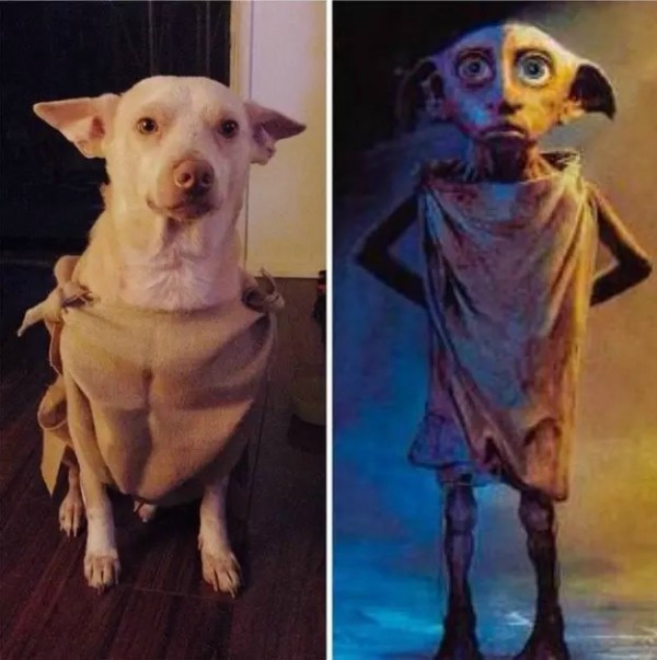 13 Awesome Homemade Halloween Pet Costumes - pets, costumes, halloween ...