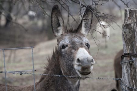 smiling donkey