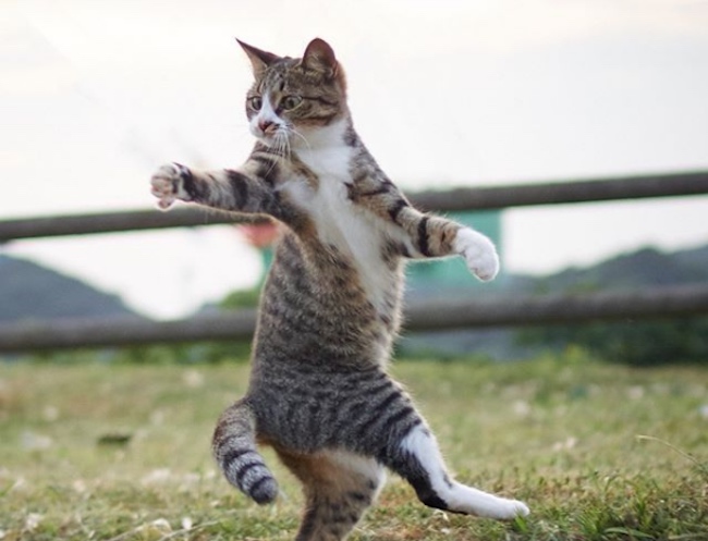 Photographer Captures Countless Cats In Ninja Poses - Oddee