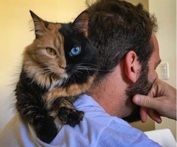 chimera kitten