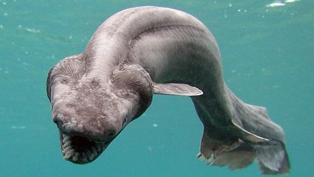 Frill Shark