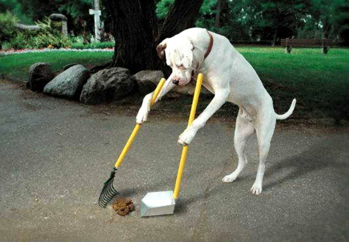 dog-clean-up-poop