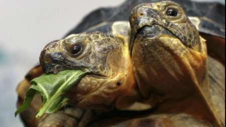 animals with two heads turtle