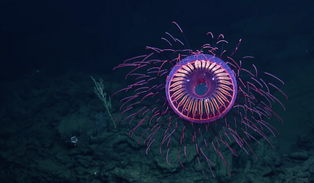 rare deepsea jellyfish
