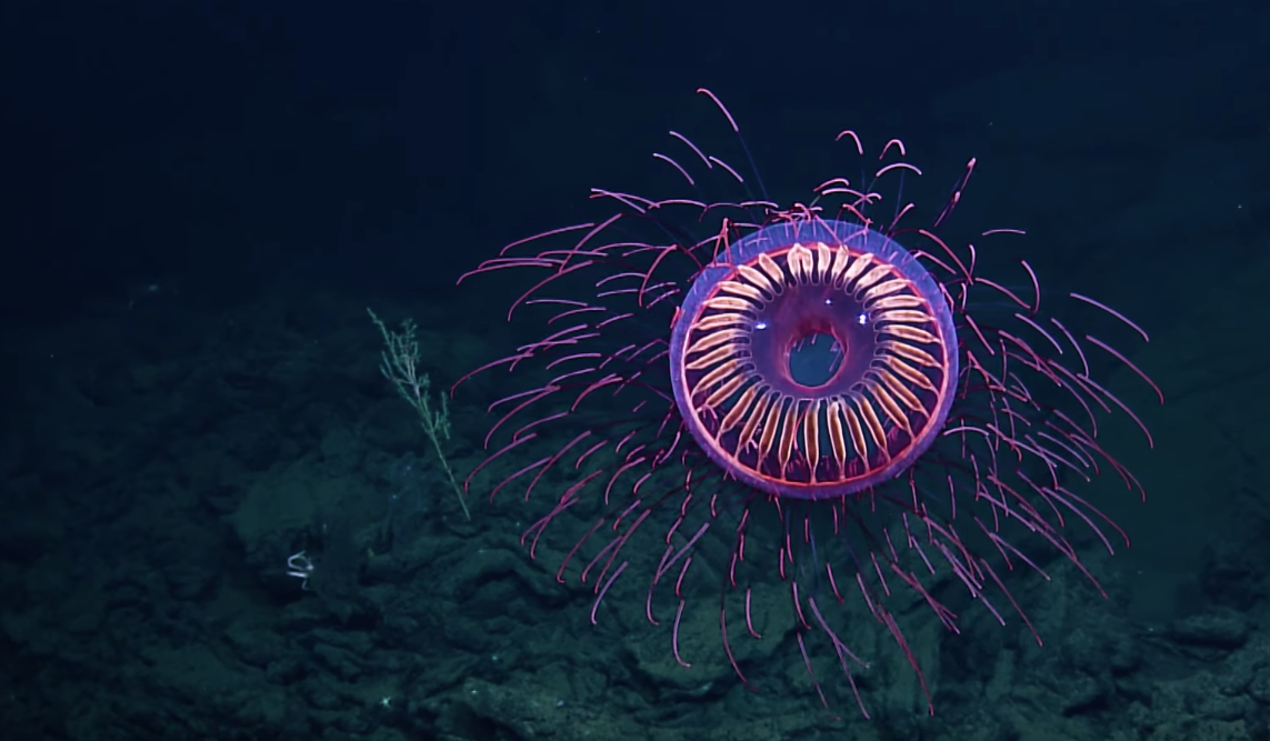 Rare Jellyfish Found 4,000 Feet Deep Looks Like Underwater Fireworks