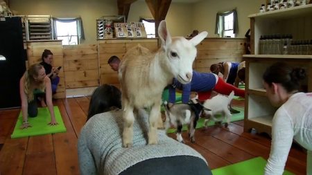 strange workout goat yoga