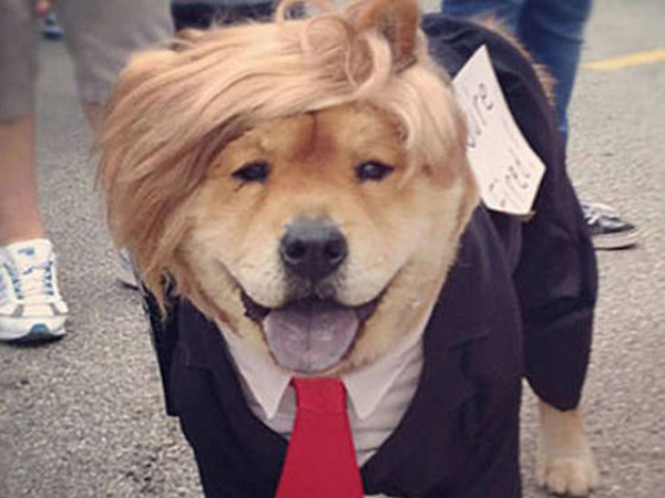 Animals With Donald Trump Hair - cute animal photos, donald trump hair
