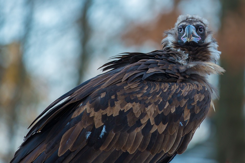 Black Vultures Vomit All Over Couple's Luxury Vacation Home Oddee
