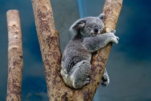 koala-1100469__340-300x200.jpg