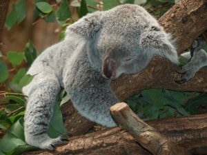 koala-bear-9960__340-300x225.jpg