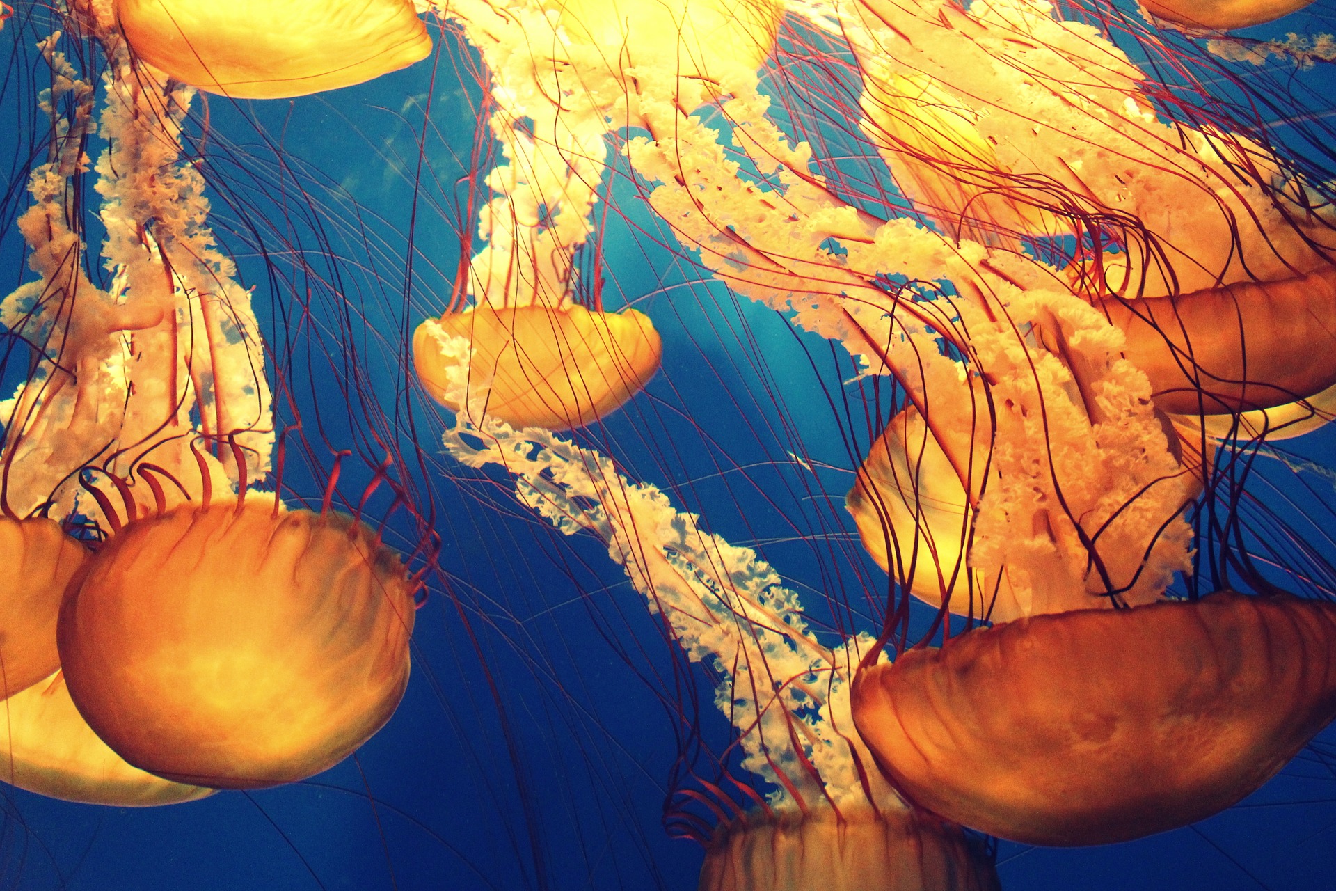 10 creepiest deep ocean animals oddee