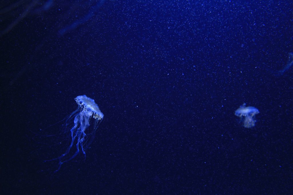 10 Creepiest Deep Ocean Animals - Oddee