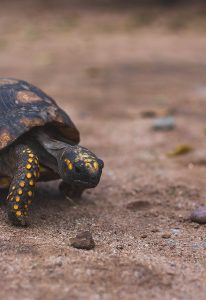 Photo by Romina veliz on Unsplash