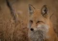 Woman Who Wrestles a Fox Gets Tested for Rabies: Part One
