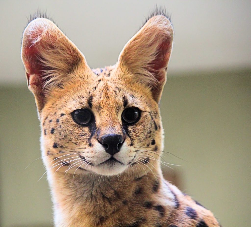 5-of-the-rarest-cat-breeds-oddee