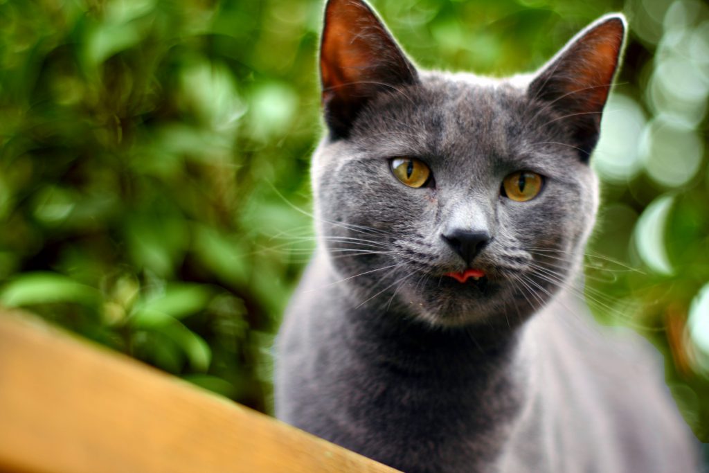 5 of the Rarest Cat Breeds Oddee