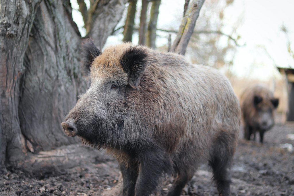 Weirdest Animal Hoaxes During Quaratine Oddee Weirdest Animal Hoaxes During Quaratine Oddee