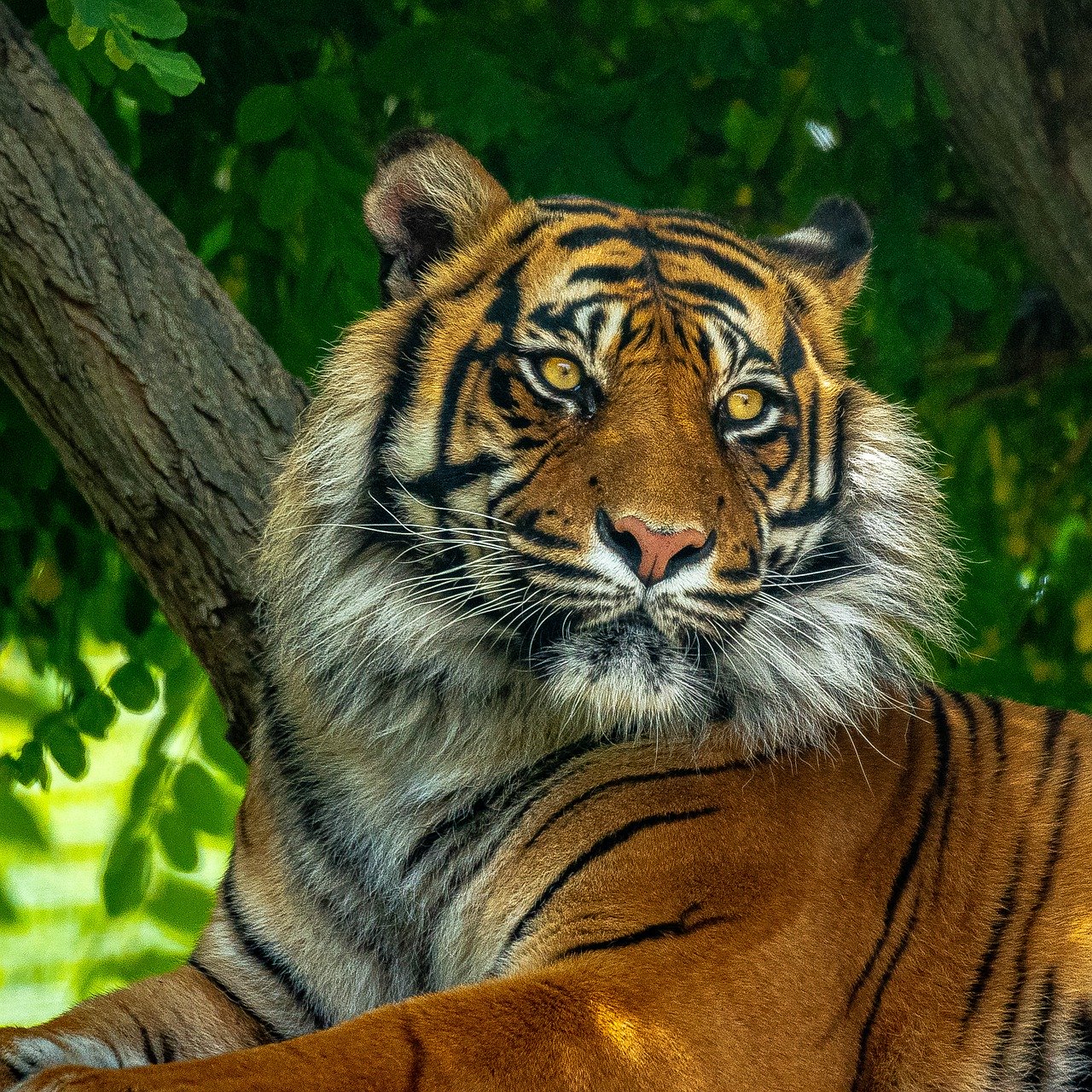 tigre-5343426_1280 - Oddee
