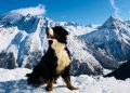 5 Awesome Explorer Dogs You Should Know