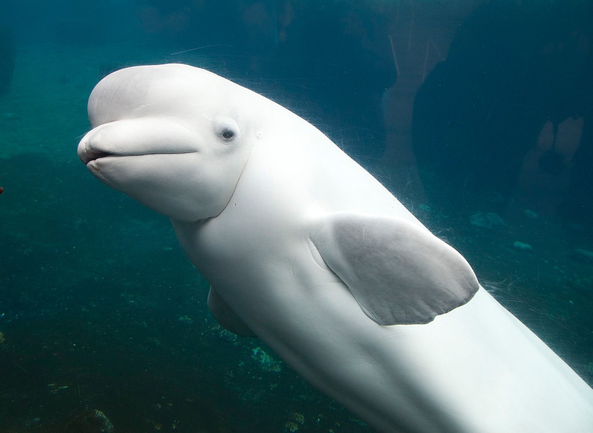 White Dolphins Have Waters To Themselves And They re Playing Oddee