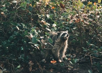 Gaze of Raccoons Takes Over Golden Gate Park