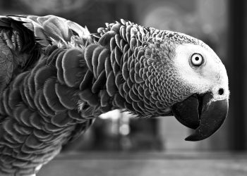 Foul-mouthed Parrots Removed from Zoo Exhibit for Swearing Too Much