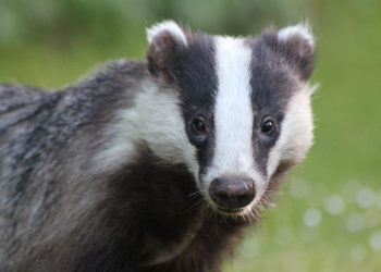 Ancient Viking Burial Ground Ruthlessly Desecrated… By Surprising Culprits