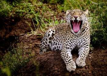 People Can’t Stop Messing With Big Cats