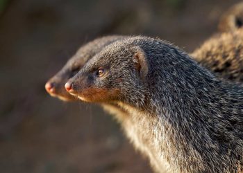 Banded Mongoose Females Send Their Pack to War… And Then Have Sex with the Enemy