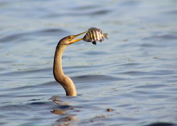 Eel Refuses to Die, Busts out of Heron in Aliens Reenactment
