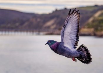 Diamond in the Rough: Racing Pigeon Sells for $1.9 Million