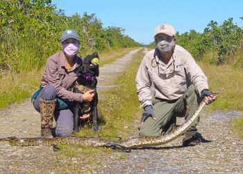 Dogs are the Newest Weapon in Florida’s Battle Against Giant Invasive Pythons