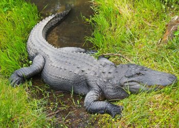 Alligators Can Grow Back Lost Limbs, Research Finds