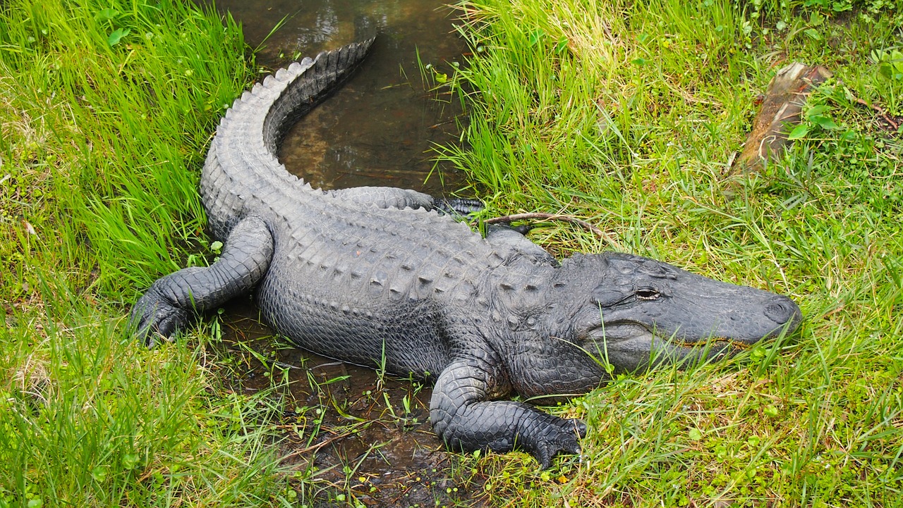 Alligators Can Grow Back Lost Limbs, Research Finds Oddee