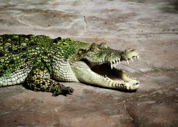 Puppy Rescued from Alligator’s Jaws Becomes Sheriff’s Deputy