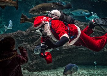 Santa Goes Wild in Thailand with Elephants and Fish