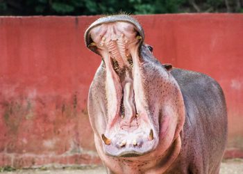 Man Rides Hippo, Gets Mauled and Drowns