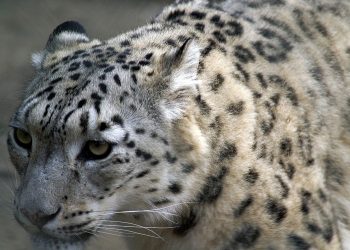 COVID-19 Has Gotten to the Snow Leopards