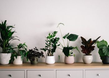 10 Hardest to Kill Houseplants