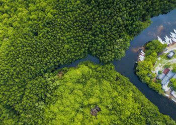 Naked Fugitive Rescued in Australian Mangroves